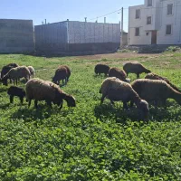میش وبره