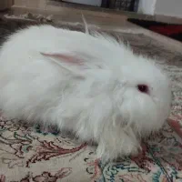 خرگوس لوپ ماده سفید