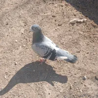 کبوتر ماده مگس پرسفید