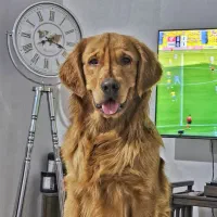 آموزش سگ و پانسیون