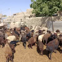 فروش میش بره دار جوان