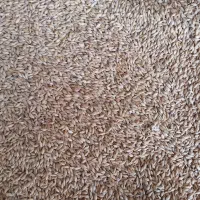 چو زرد خارجی تمیز