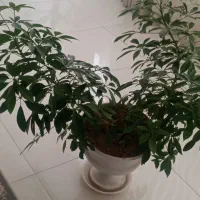 گل شفلرا|گل و گیاه طبیعی|نیشابور, گنبد سبز|دیوار