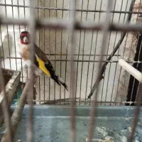 سهره ماده