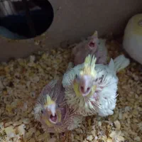 جوجه لوتینو