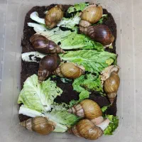 فروش فوری حلزون سوپر مولد و مولد