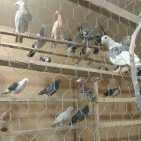 کبوتر|پرنده|رباط‌کریم, رباط‌کریم|دیوار