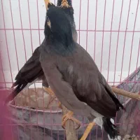 پرنده|پرنده|رستاق, |دیوار