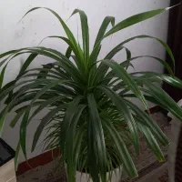 گل طبیعی پاندانوس