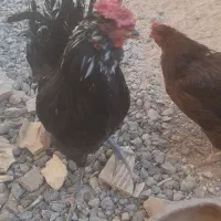 مرغ و خروس گلین