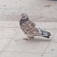 کفتر