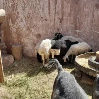 بره نر