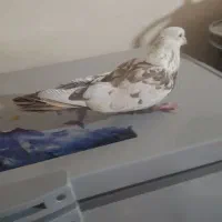 کبوتر نر دم قهوی