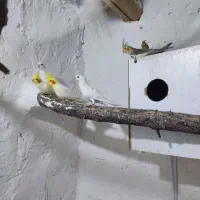 عروس هلندی|پرنده|دامغان, |دیوار