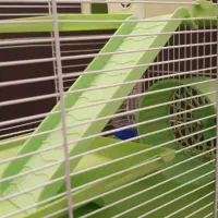 قفس همستر و پرنده|لوازم جانبی حیوانات|تهران, گیشا|دیوار