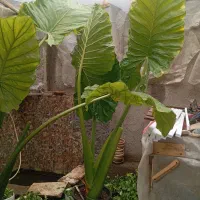 سه عدد گل بابا آدم به فروش میرسد