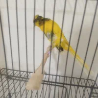 قناری رسمی بلند