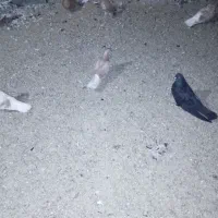 فروش جوجه زرد گرگی