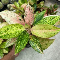 آگلونما پینک لیدی