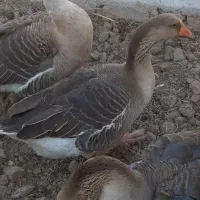 قوغاز اصل و قوقاز دو رگ