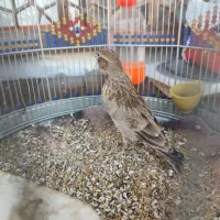 پرنده سهره خاکی|پرنده|صحنه, |دیوار