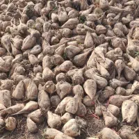 چغندر قند|حیوانات مزرعه|بشاریات, |دیوار