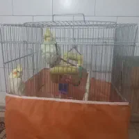 پرنده