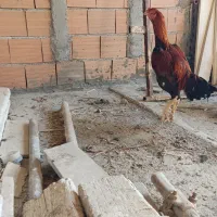 مرغ لاری نر