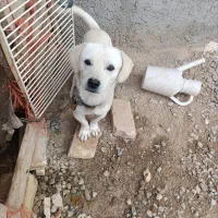 سگ پاپی سالم سلامت دهن پاک ۲تومان|سگ|جوادآباد, |دیوار