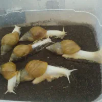 فروش تعداد محدودی حلزون مولد