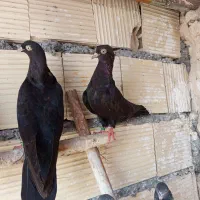 فروش کفتر|پرنده|بندرعباس, |دیوار