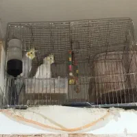 جفت عروس معاوظه با کوتوله