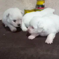 توله سگ های پامر|سگ|رشت, سیا اسطلخ|دیوار