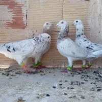 کفتر پرنده
