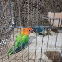 جفت کوتوله و کوتوله تک|پرنده|کاشمر, |دیوار
