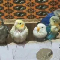 پرنده|پرنده|بهشهر, |دیوار