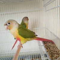 جفت گیرینچک