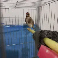 سهره چهارگل نر ۳سال قفس|پرنده|مشهد, شهید بصیر|دیوار