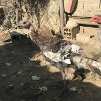 بوقلمون|حیوانات مزرعه|نوکنده, |دیوار