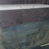 اکواریوم|ماهی|شهرضا, |دیوار