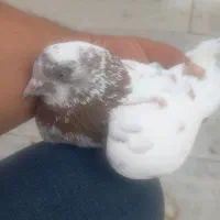 کبوتر