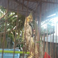 عروس هلندی|پرنده|رشت, دخانیات|دیوار