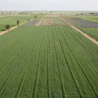 زمین کشاورزی گوجان