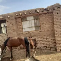 اسب وکره اسب نریان کرد