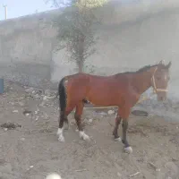 فروش اسب|اسب و تجهیزات اسبسواری|یاسوج, |دیوار