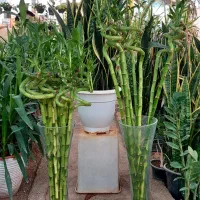 بامبو شیشه کودماهی|گل و گیاه طبیعی|قم, خداکرم|دیوار