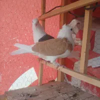 کفتر پشتی