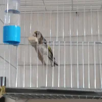 سهره سرخ دوساله