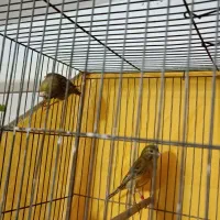 قناری|پرنده|کرج, شهرک سهرابیه|دیوار