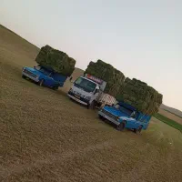 یونجه خرد شده پر برگ